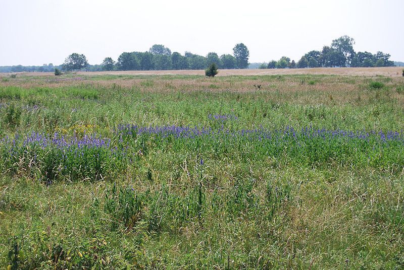 Velden bloeiende Lange ereprijs (foto: Chris Braat)