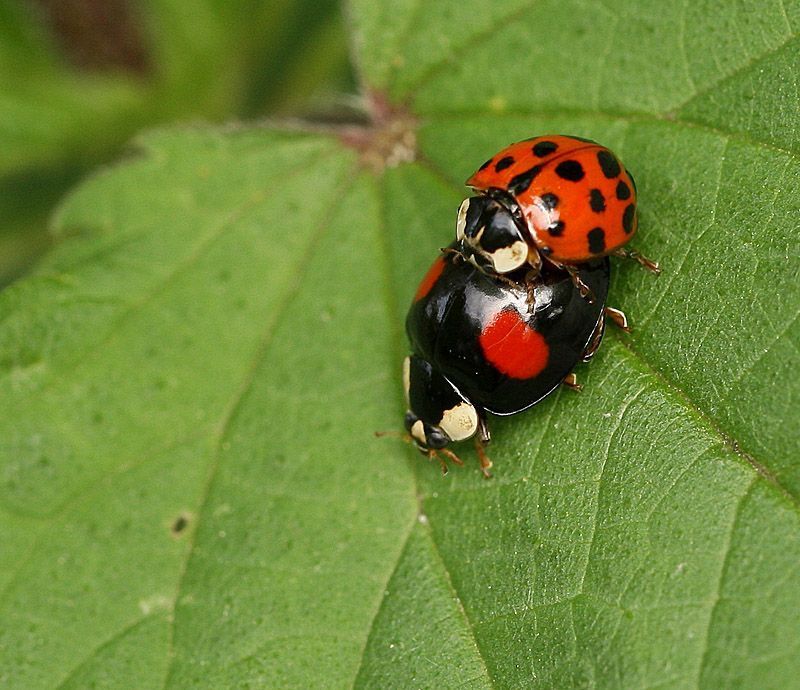 Veelkleurig Aziatisch lieveheersbeestje (foto: Leo Janssen)