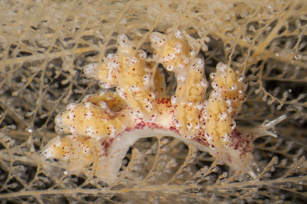 Veelstippige kroonslak uit de Nederlandse Noordzee, 2011 (foto: Peter H van Bragt)