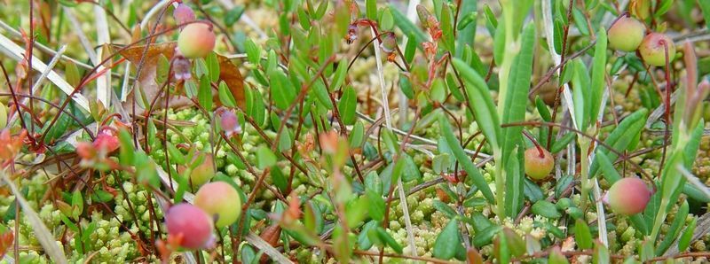 Veenbes is een belangrijke voedselplant voor de rupsen van veenbesblauwtje (foto: Henk Bosma)