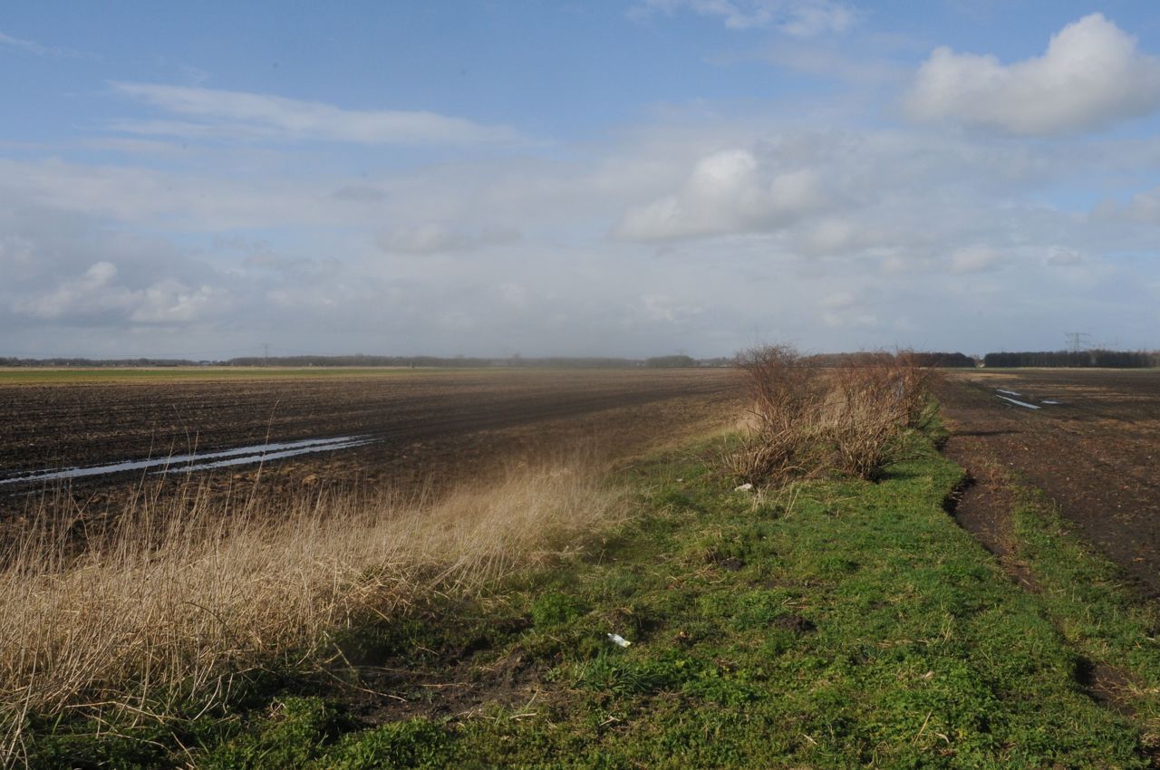 Kopwijk in de veenkoloniën geeft landschap structuur, echter demping vermindert de diversiteit aan habitat. (foto: Ben Koks)