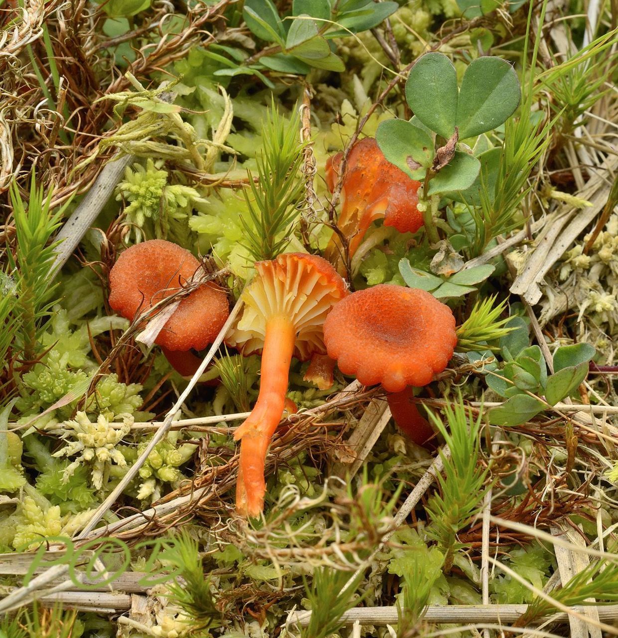 Veenmosvuurzwammetje (foto: Piet Brouwer)