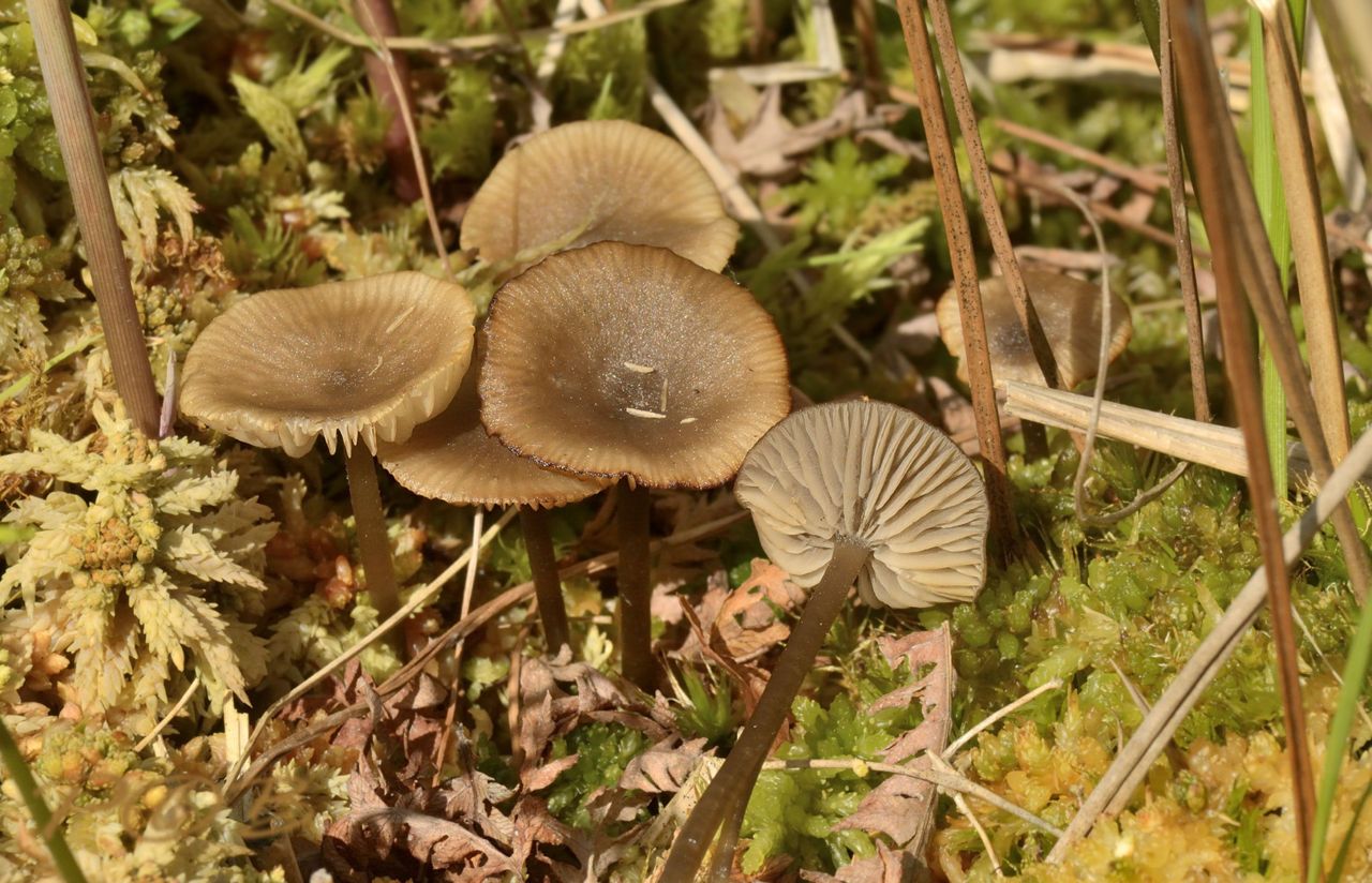 Veenmosgrauwkop (foto: Piet Brouwer)