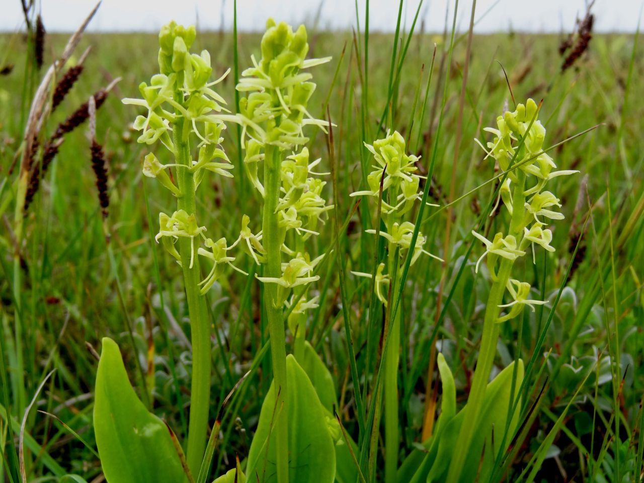 Bloeiende Groenknolorchis op de Veermansplaat in de Grevelingen (foto: Kees de Kraker)