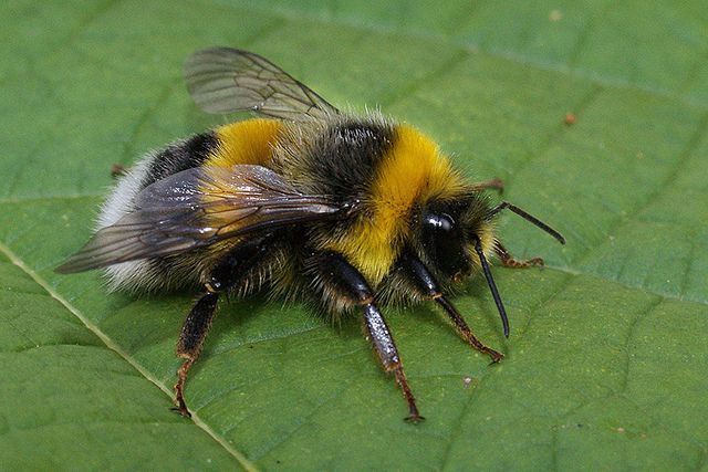 Veldhommel mannetje (foto: Henk Wallays)