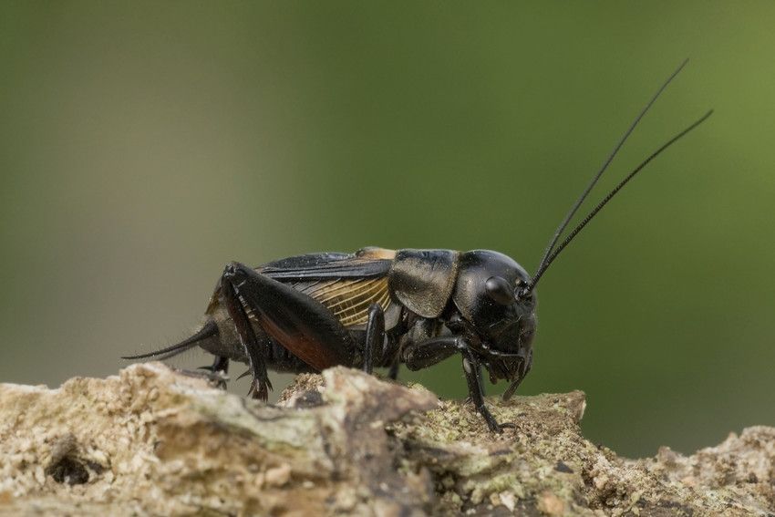 Een mannetje Veldkrekel heeft vaak brede gele vlekken aan de basis van zijn voorvleugels (foto: Theo Geuens)