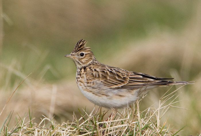 Veldleeuwerik (foto: Birdphoto)