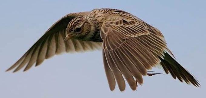 Aantallen vogels op weilanden en akkers zijn sinds 1960 met gemiddeld 61 tot 73 procent teruggelopen. Dat komt concreet neer op het verdwijnen van 3,3 tot 5,7 miljoen broedparen binnen 50 jaar. De veldleeuwerik is sinds 1960 met ruim 96 procent afgenomen (foto: Hans Hut)