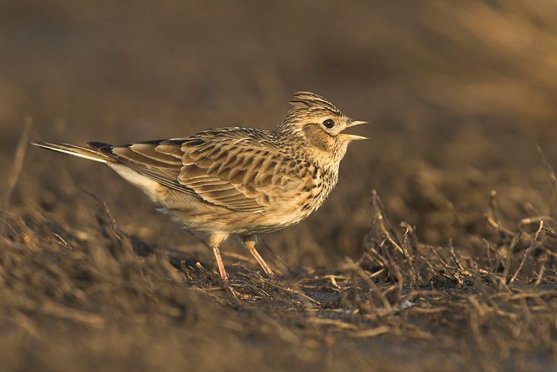 Door kort op de bal te spelen konden Natuurpunt en ANB iets doen voor de Veldleeuwerik, die nog altijd achteruitgaat in Vlaanderen. (foto: Glenn Vermeersch)