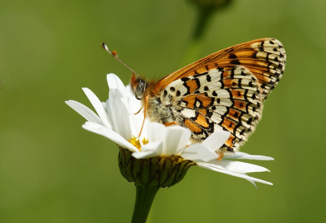 Veldparelmoervlinder (foto: Chris van Swaay)