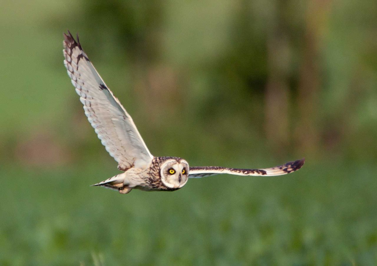 Velduil (foto: Jankees Schwiebbe)