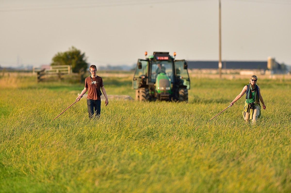 Een beeld om lang te onthouden: één van de ca. 40 uitgevlogen juveniele Velduilen van 2014 (Foto: Yves Adams)