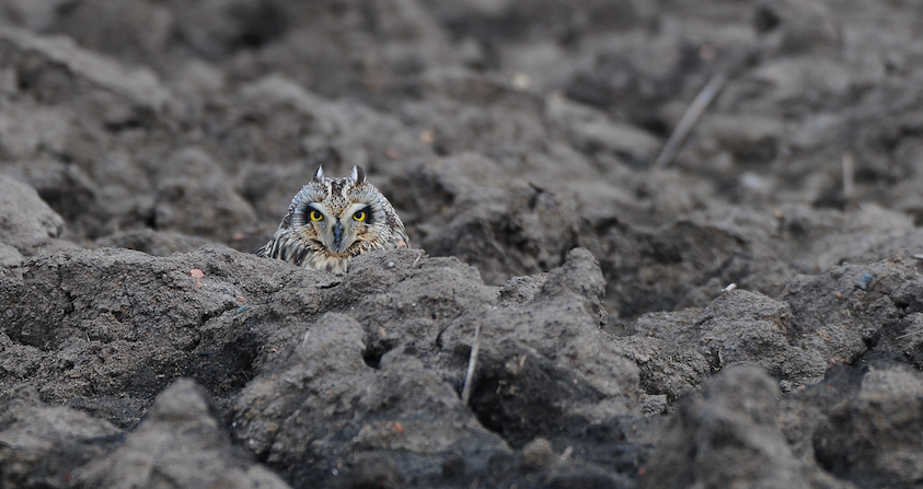 Velduil op winterse akker (foto: Ben Koks)