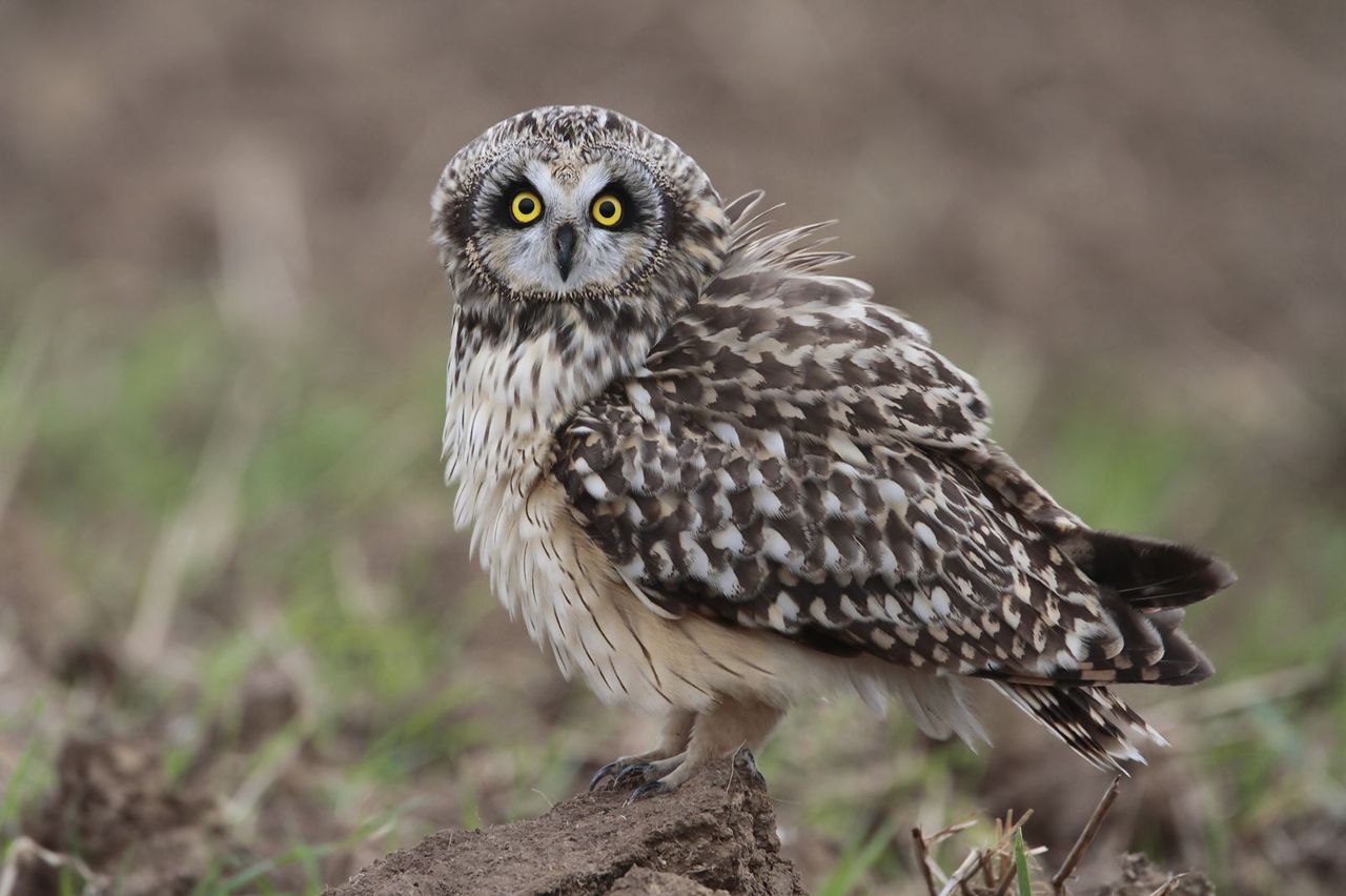 Op en top Velduil: gele katogen steken fel af tegen de zwarte ooglapjes (foto:Axel Smets)