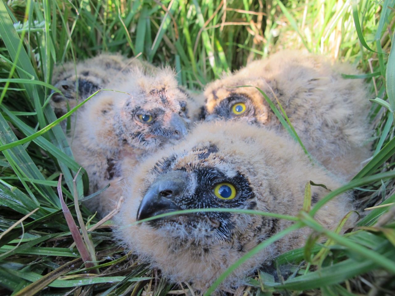 Jonge velduilen op het nest, nadat ze geringd zijn voor onderzoek (foto: Romke Kleefstra)