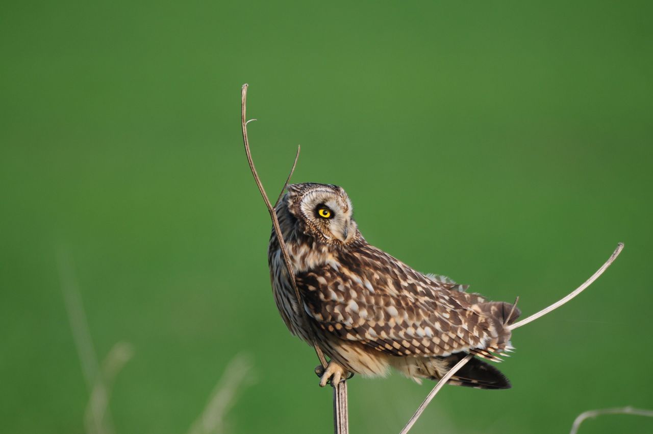 Velduil nabij Noordbroek (foto: Ben Koks)