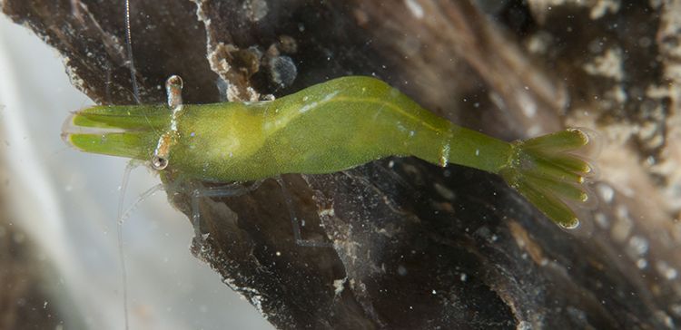 Veranderlijke steurgarnaal uit de Groenwierzone, Oosterschelde (foto: Peter H van Bragt)