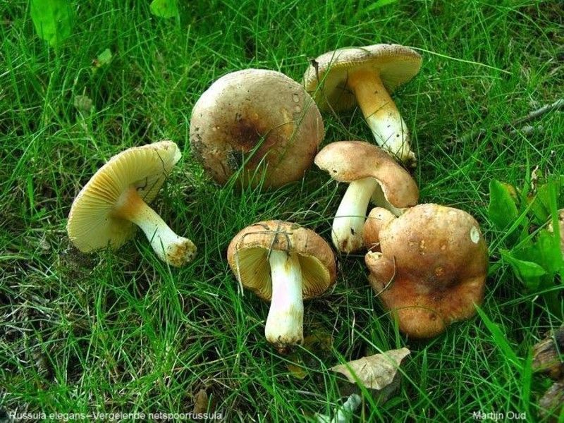 Vergelende netspoorrussula (foto: Martijn Oud)