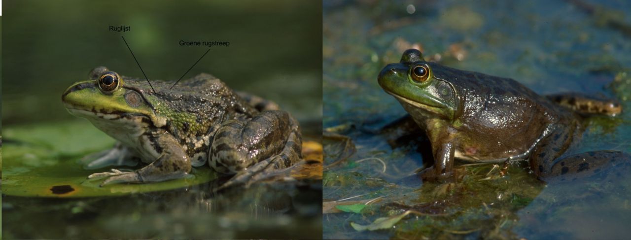 Stierkikker (rechts) zijn van de Meerkikker te onderscheiden door het formaat, het grote trommelvlies en het ontbreken van ruglijsten en een groene rugstreep (Foto’s: Hugo Willocx)