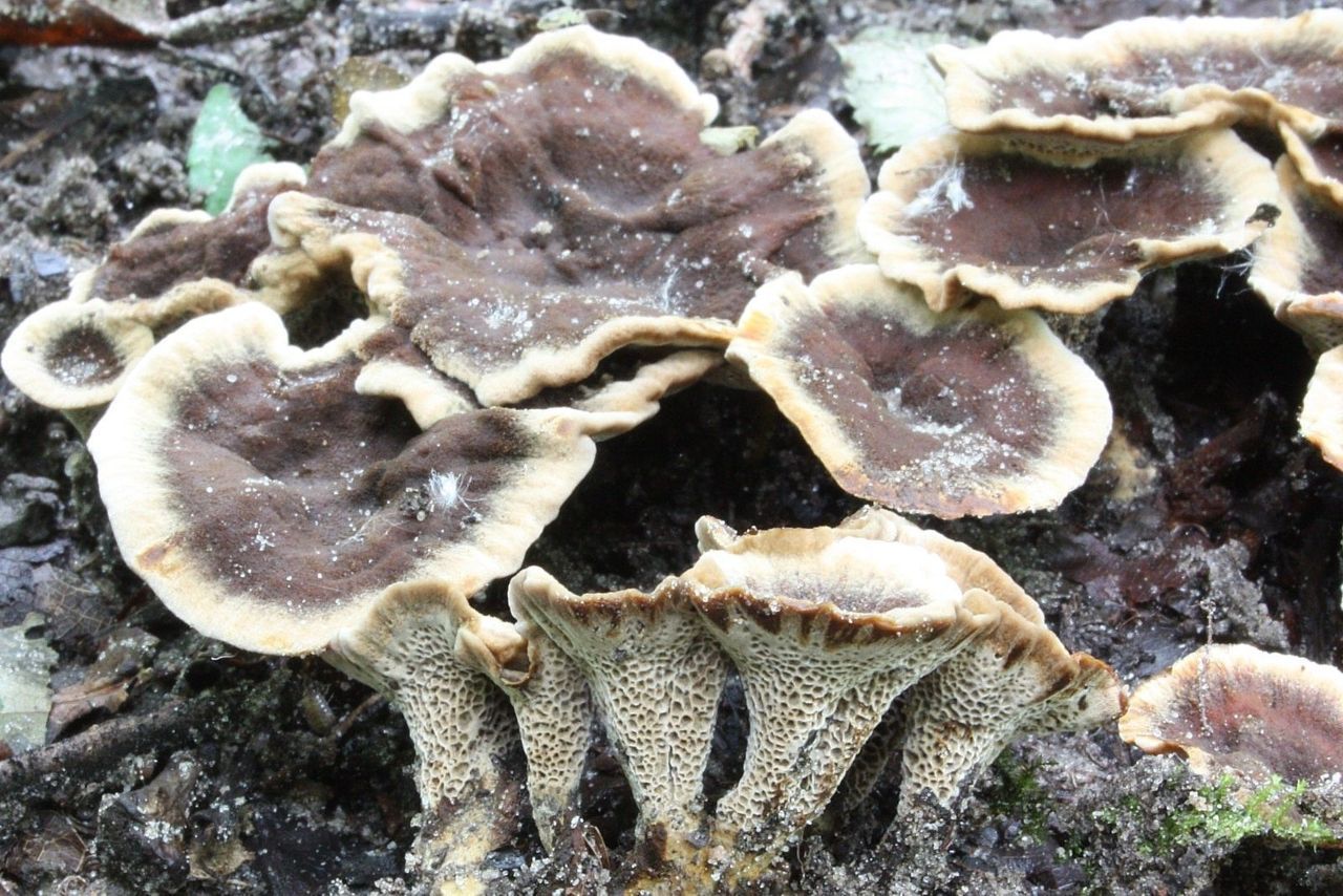 Versmolten hoedjes van de plakkaattolzwam (foto: Ieko Staal)