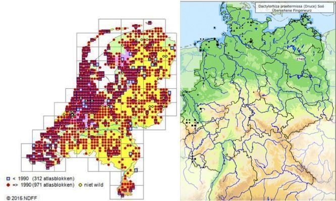 Links: verspreiding van Rietorchis in Nederland (bron: Verspreidingsatlas.nl); rechts: verspreiding Rietorchis in Duitsland (bron: Floraweb.de)