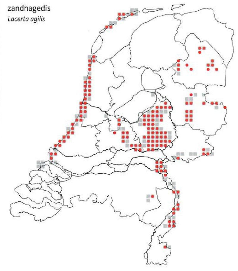 Verspreiding zandhagedis periode 2001-2009 (grijze vlakjes) en 2010 (rode stippen) (bron: RAVON)