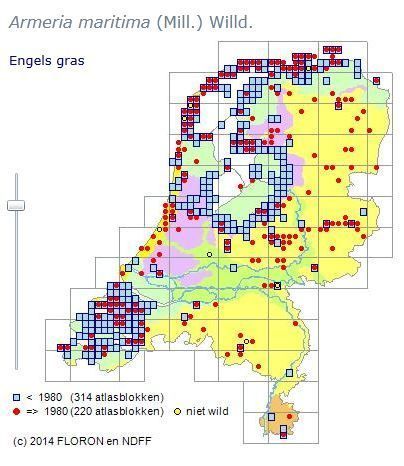 Verspreidingskaart van Engels gras in Nederland (kaart: NDFF en FLORON)