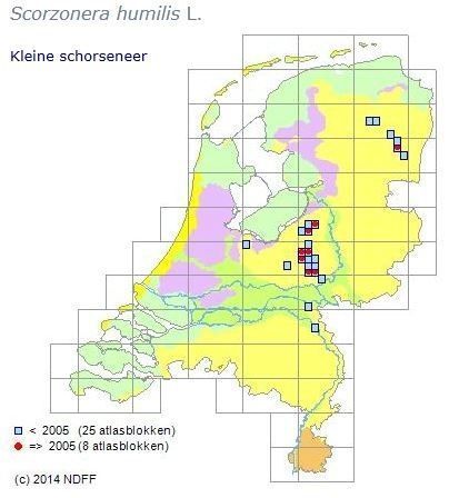 De verspreiding van Kleine schorseneer voor en na 2005 binnen Nederland (bron: NDFF en FLORON)