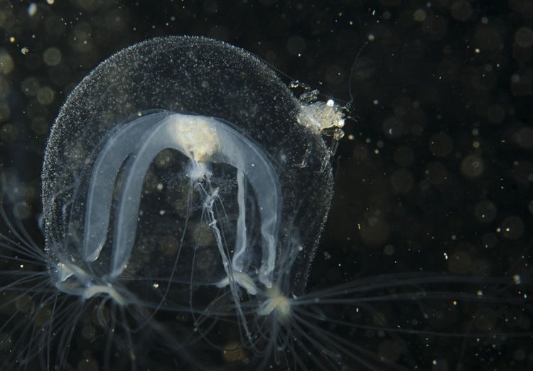 Krabbenlarfje op kwalletje (foto: Peter H. van Bragt)