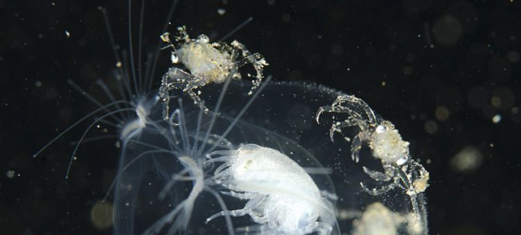 Krabbenlarfjes op kwalletje (foto: Peter H. van Bragt)