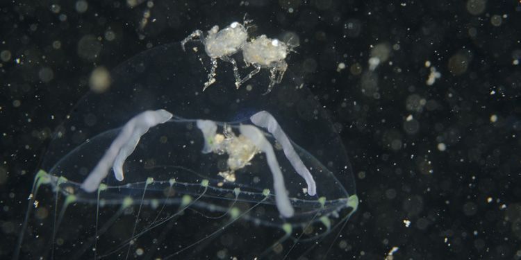 Krabbenlarfje op kwalletje (foto: Peter H. van Bragt)