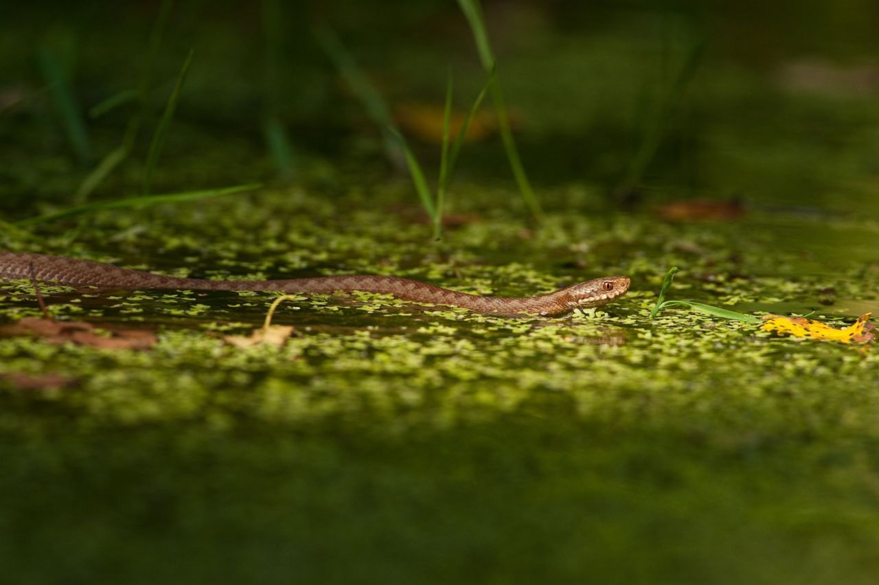 Om weer bij zijn winterverblijf te komen moet een adder soms zwemmen (foto: Jan van Arkel)