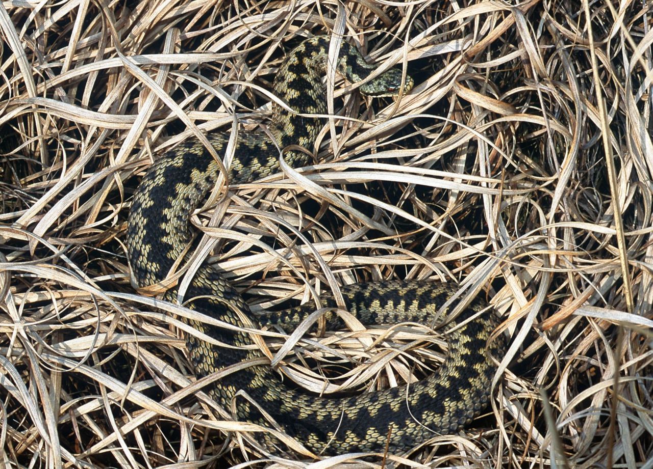 Mannelijke adders platten zich af, om zo met hun lichaam meer zon op te vangen, waardoor ze beter opwarmen, spermacellen kunnen laten rijpen en zich minder bloot hoeven te stellen aan de omgeving (minder kans op predatie) (foto: Pedro Janssen)