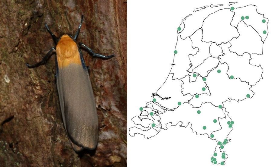 Mannetje viervlakvlinder (foto: Mirriam Arts) en verspreiding van de waarnemingen in 2014 (bron: NDFF)