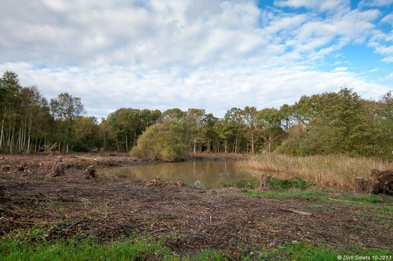 De vijver die jarenlang verscholen lag werd vrijgemaakt en zal binnenkort deel uitmaken van een prachtig stuk natuur (Foto: Dirk Smets)