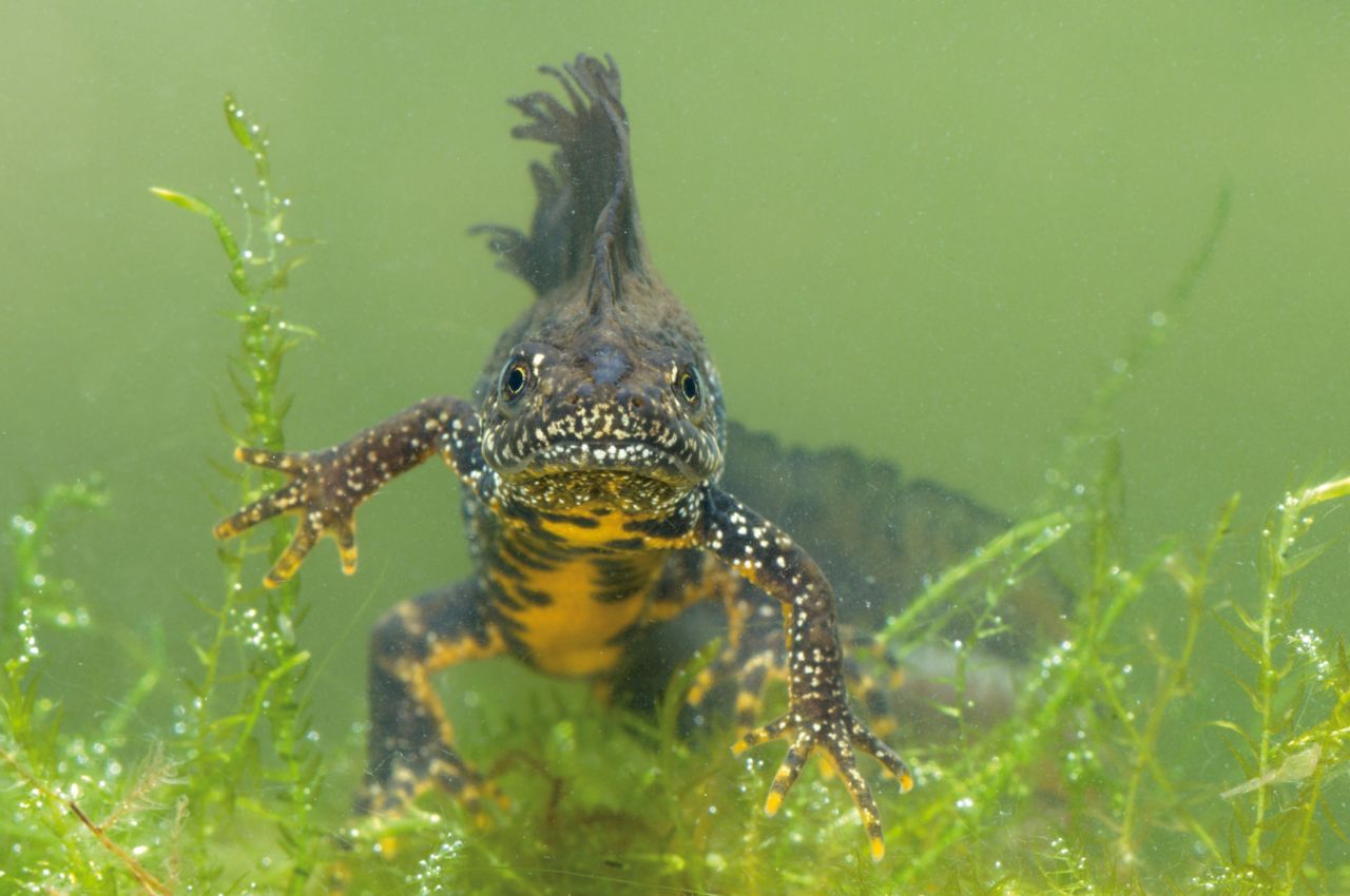 Ook de inheemse Kamsalamander is gevoelig voor de schimmel en sterft kort nadat ze erdoor besmet werd (foto: Hugo Willocx)