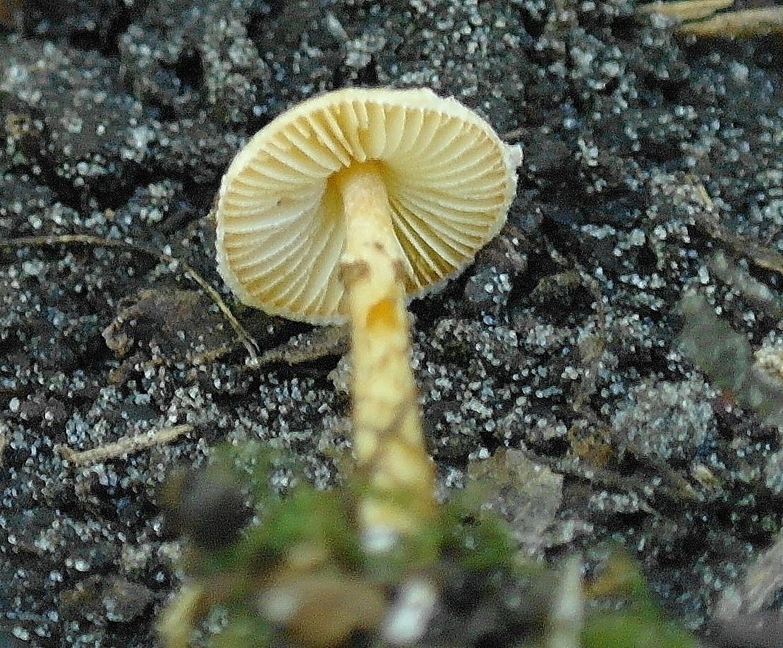 Onderkant Viltparasolzwam (foto: Freek van Loon)