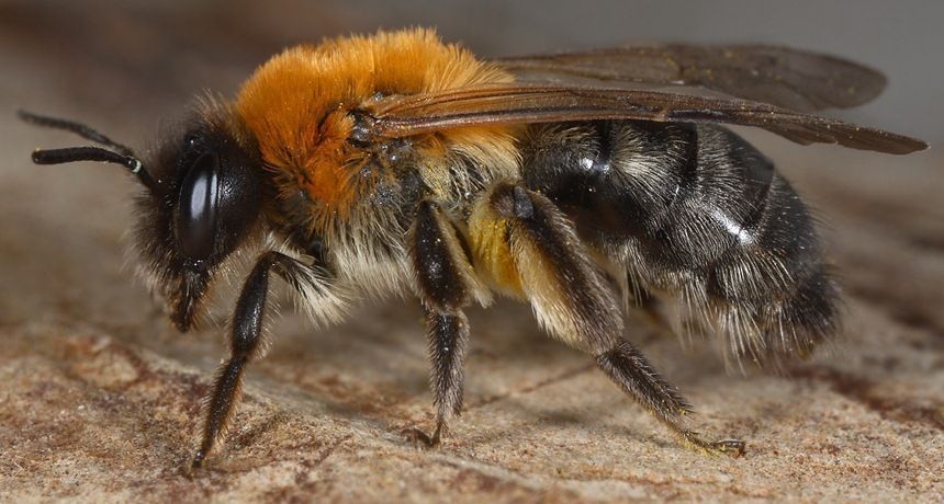 De Viltvlekzandbij, een van de soorten wilde bijen gevonden tijdens de recente inventarisatie in Deventer (foto: Albert de Wilde)