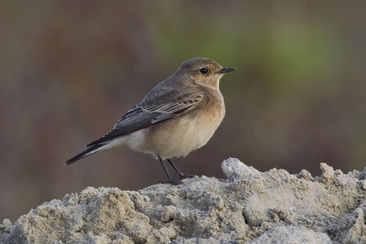 Deze Bonte Tapuit is de 437ste vogelsoort die in België wordt waargenomen (foto: Vincent Legrand)