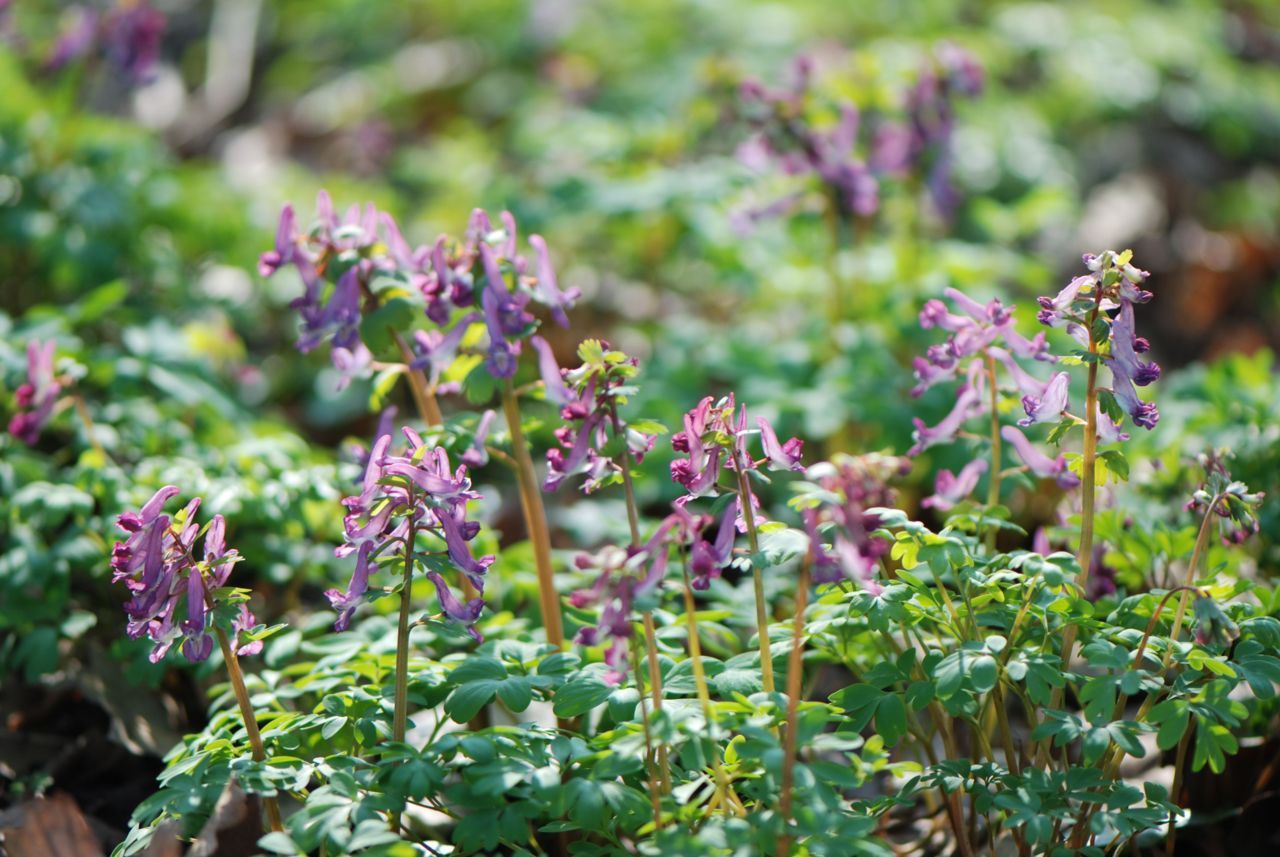 Vingerhelmbloem (foto: Wout van der Slikke)