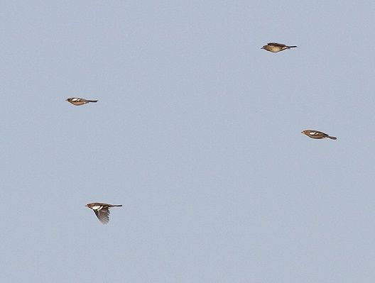 Trekkende vinken ontbraken in deze vogeltrekgolf compleet. Tot nu toe is de soort sowieso onzichtbaar voor veldwaarnemers, terwijl er nu honderdduizenden vinken over de lage landen horen te trekken (foto: Arjan Boele, Trektellen.nl)