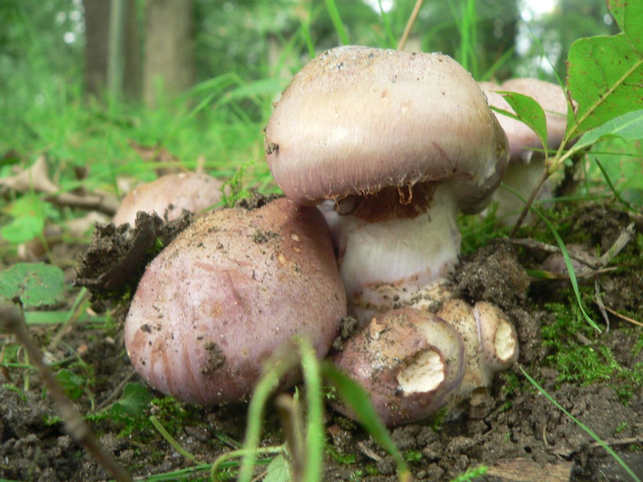 De eerste waarneming van de zeldzame Violetblauwe Gordijnzwam vond plaats vlakbij het Lobos en de spoorlijn Hasselt-Diest (Foto: Hans Vermeulen)