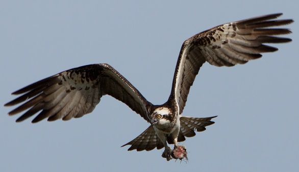 Visarend met prooi (foto: Jankees Schwiebe)