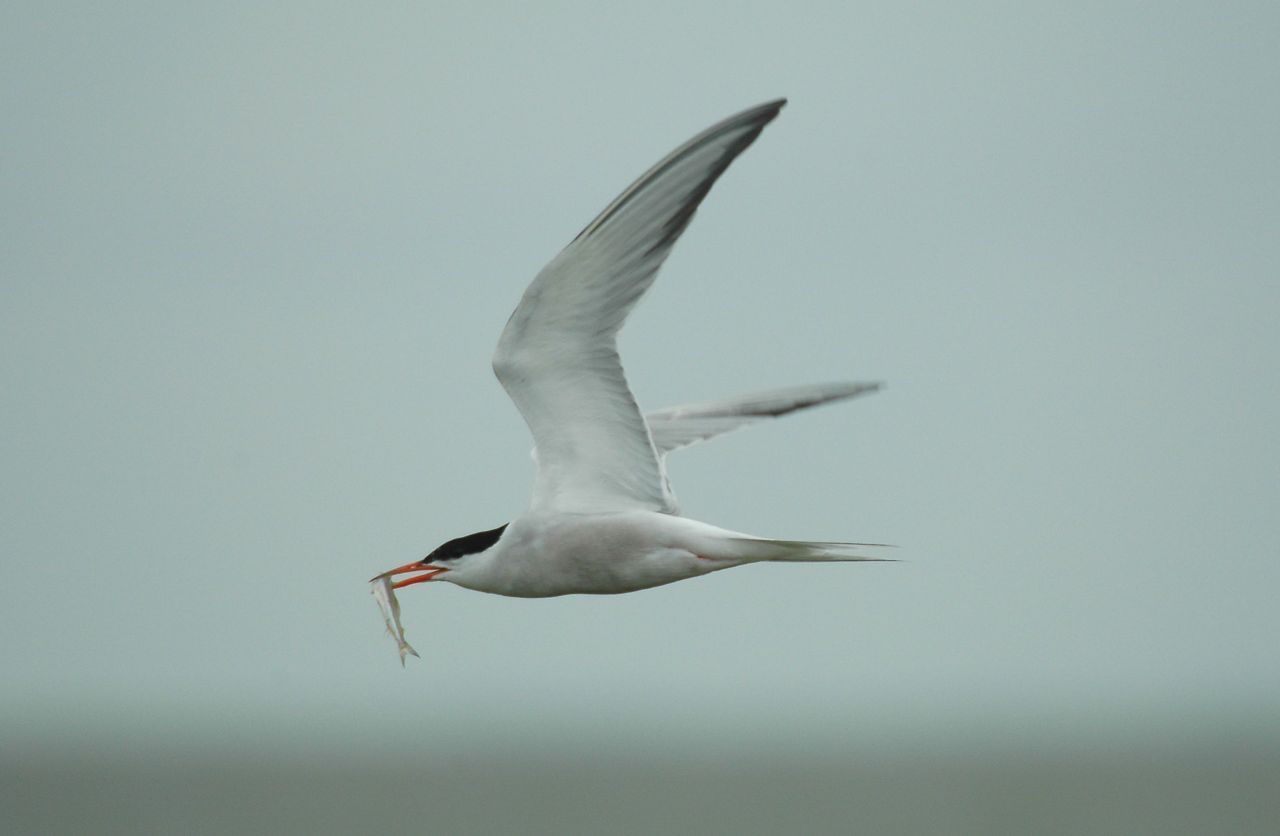 Visdief met spiering (foto: Ruud van Beusekom, Vogelbescherming Nederland)