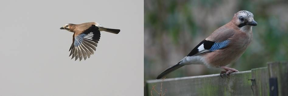 Trekkende Gaai (links) en één in vol ornaat (rechts) (foto: Harvey van Diek)