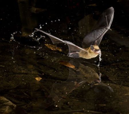 Drinkende vleermuis (foto: McDonaldsWildlifePhotography)