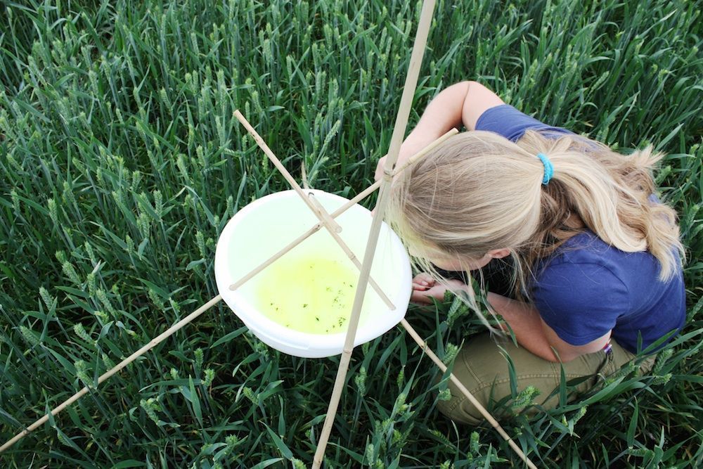 Monitoring van vliegende insecten in een tarweakker (foto: Louis Bolk Instituut)