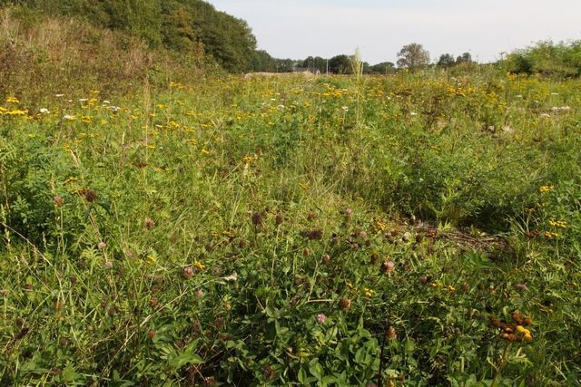 De vliegplaats van het staartblauwtje in Renkum (foto: Kars Veling)