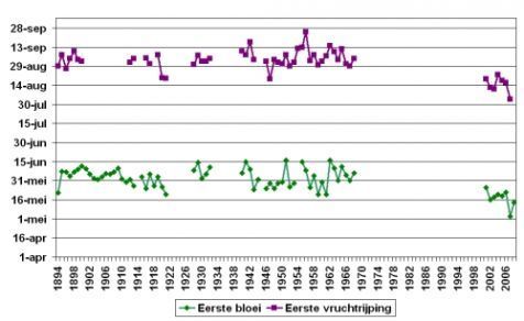 Eerste bloei en vruchtrijping gewone vlier tussen 1894 en 1968, en na 2001 (figuur: De Natuurkalender)