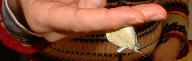 Een vlinder pak je tussen wijs- en middelvinger (foto: Kars Veling)